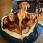 Best dog bed for Vizslas