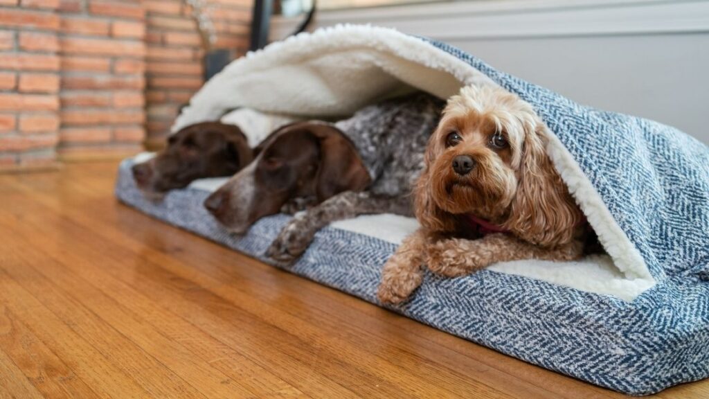 What Type of Dogs Love Cave Dog Beds?