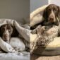 Why Do Dogs Burrow Under Blankets?