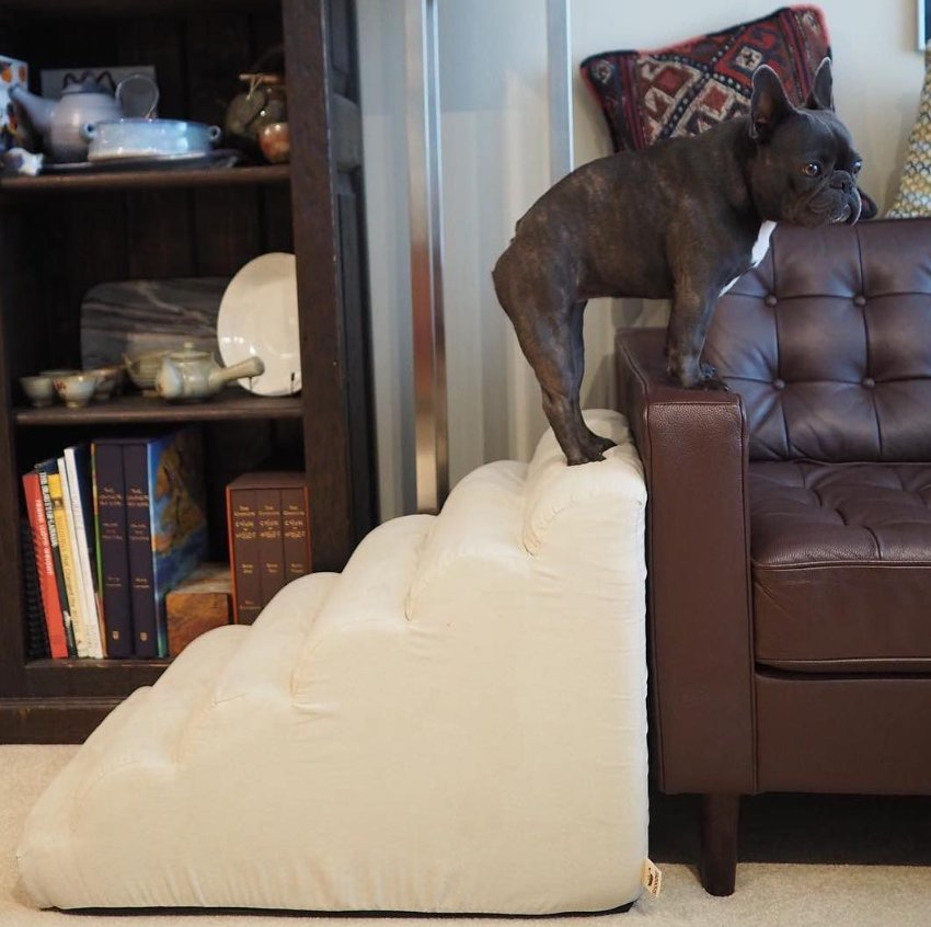 Pug climbing ramp onto sofa