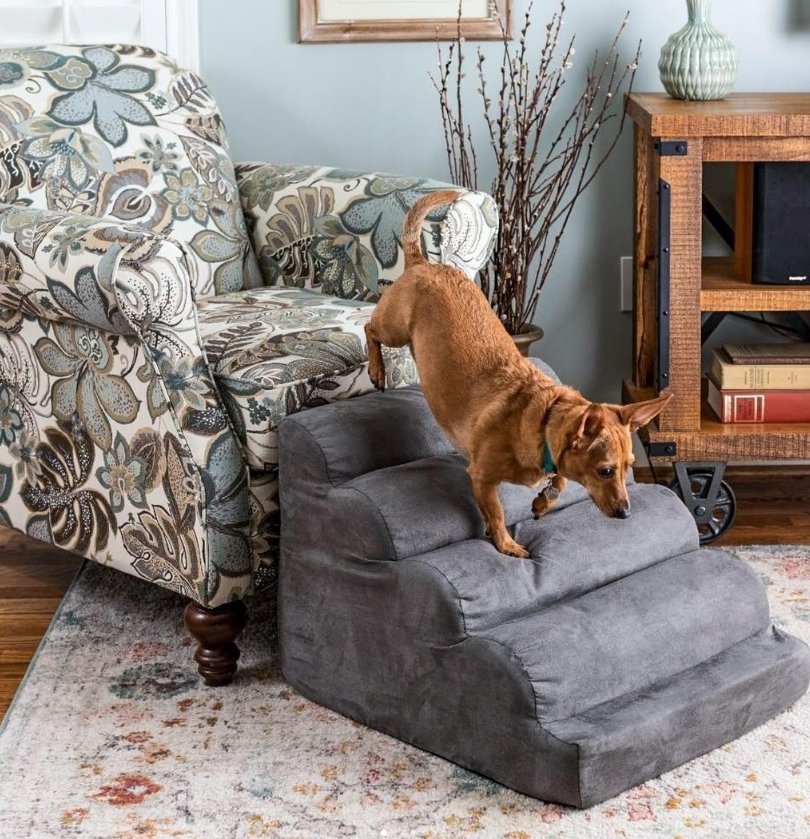 Large senior dog beside ramp