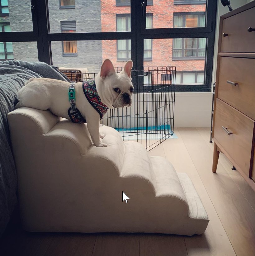 Small dog descending ramp