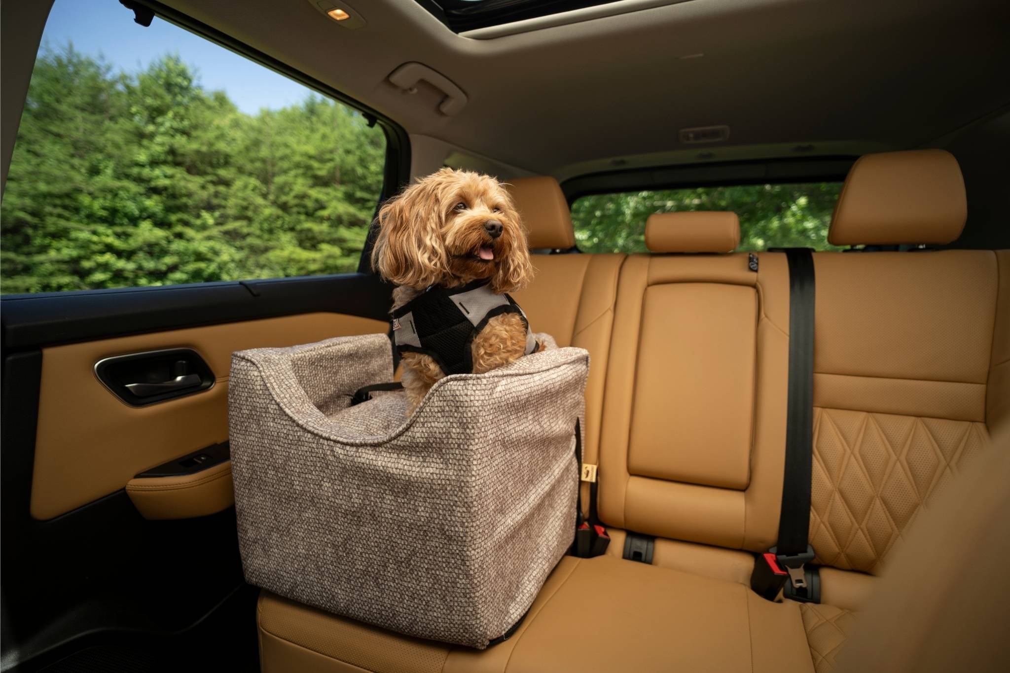 Dog in a Snoozer Lookout car seat