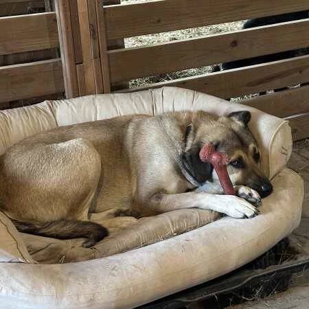 Livestock guardian dog curled up in his Snoozer bed in the barn