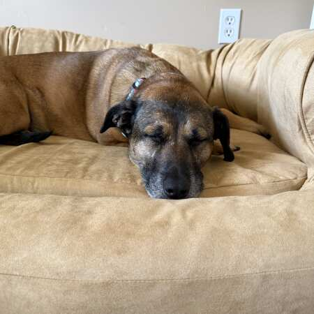 Dog asleep on a microsuede Snoozer bed