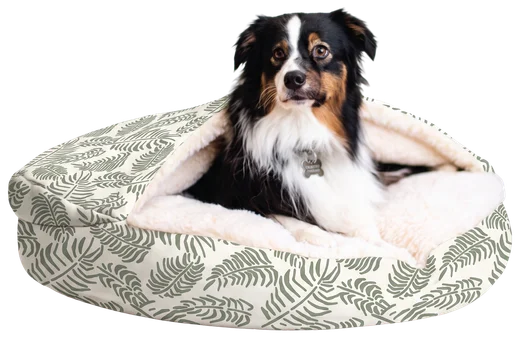 Australian Shepherd in a Cozy Cave in Presley Mirage